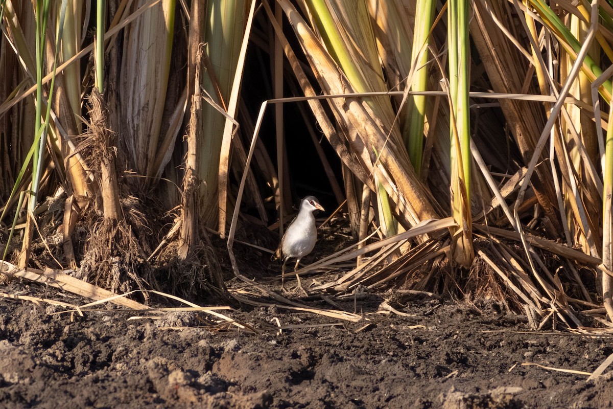 chřástal popelavý - ML645708438