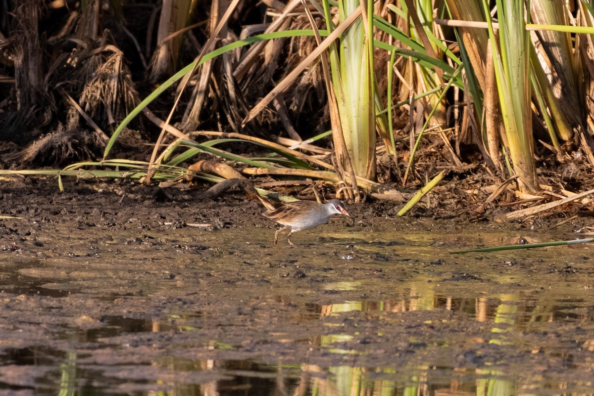 chřástal popelavý - ML645708439