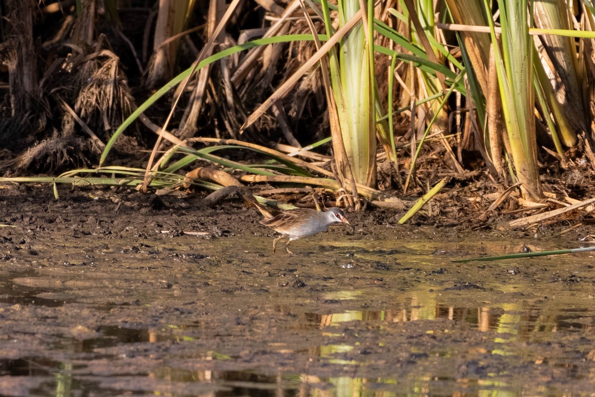 chřástal popelavý - ML645708440