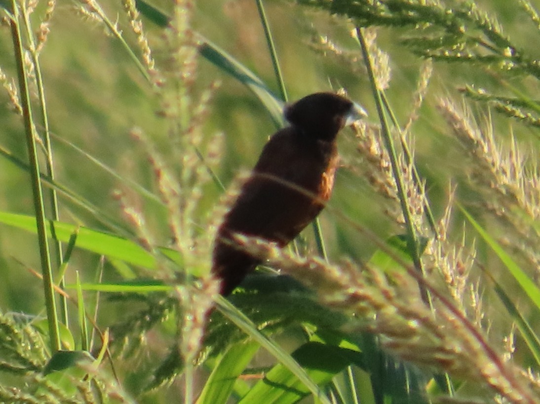Chestnut Munia - ML645708441