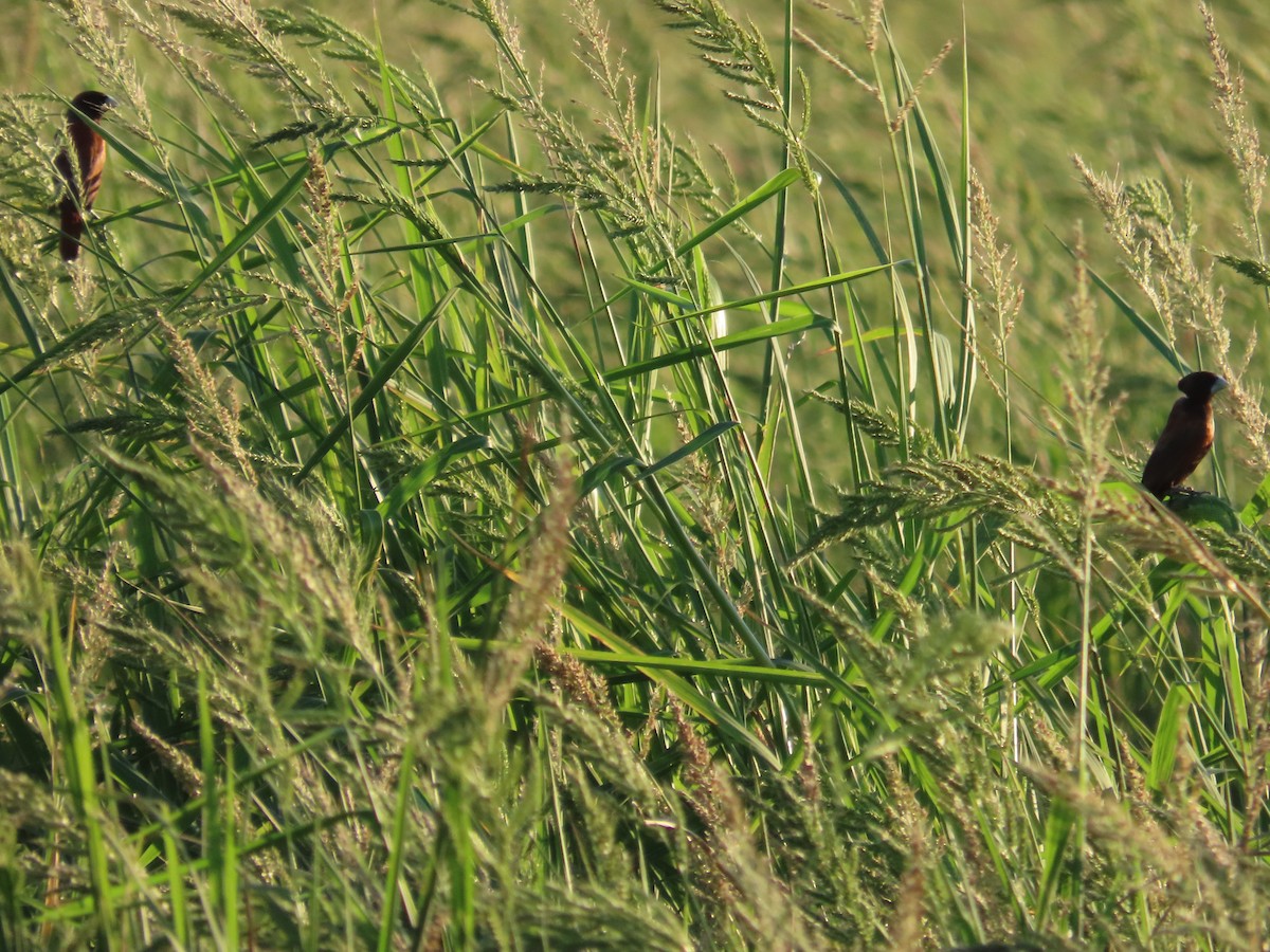 Chestnut Munia - ML645708442
