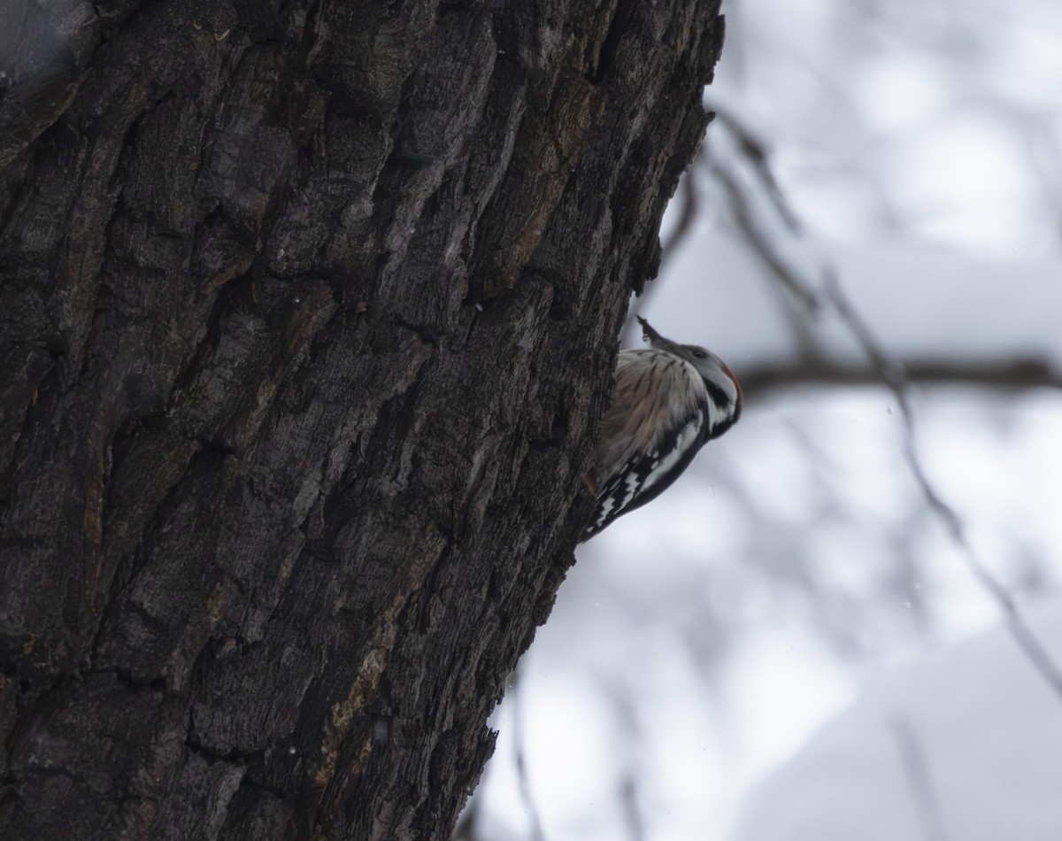 Middle Spotted Woodpecker - ML645708448