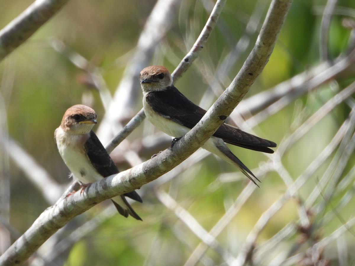 Fairy Martin - ML645708450