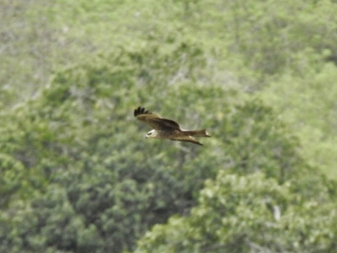 luňák bělohlavý - ML645708454