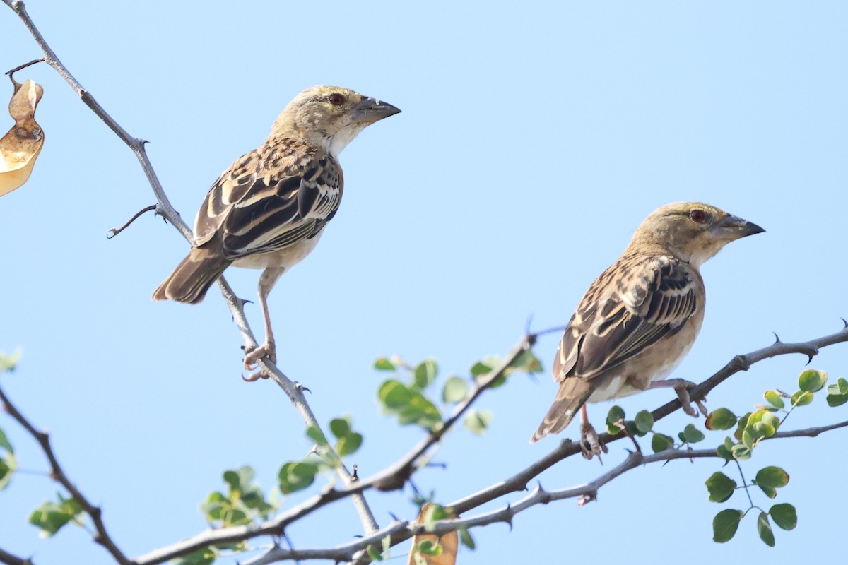 Chestnut Weaver - ML645708467
