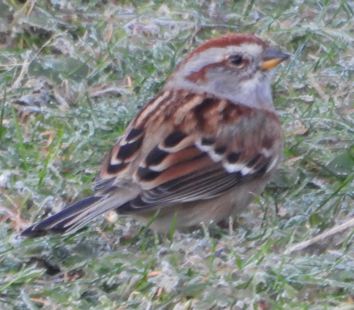 Пасовник північний - ML645708472