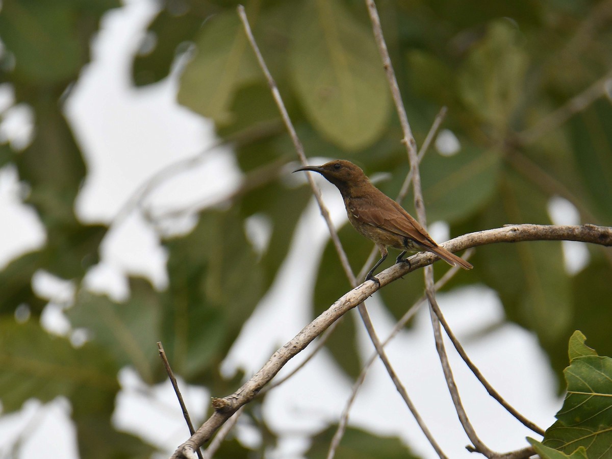 Scarlet-chested Sunbird - ML645708485