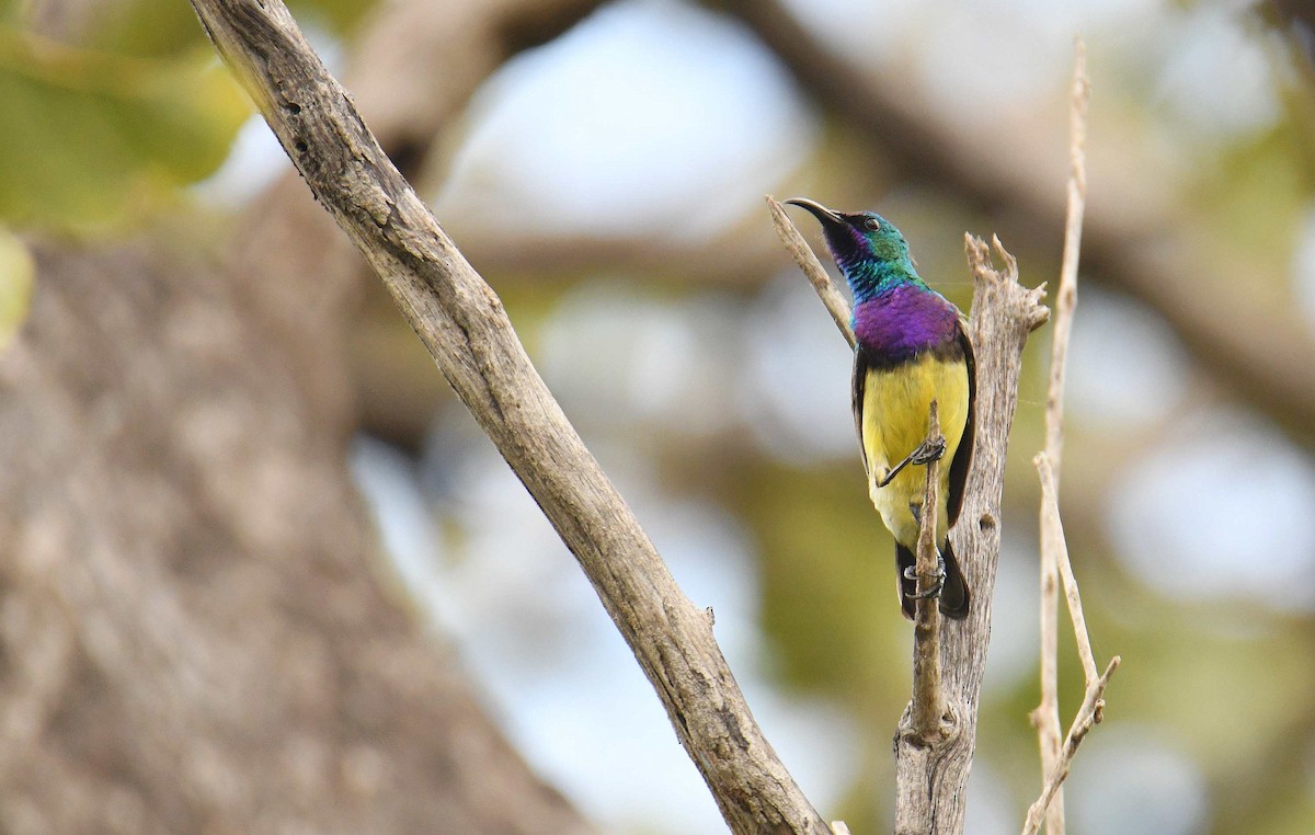 Variable Sunbird - ML645708491