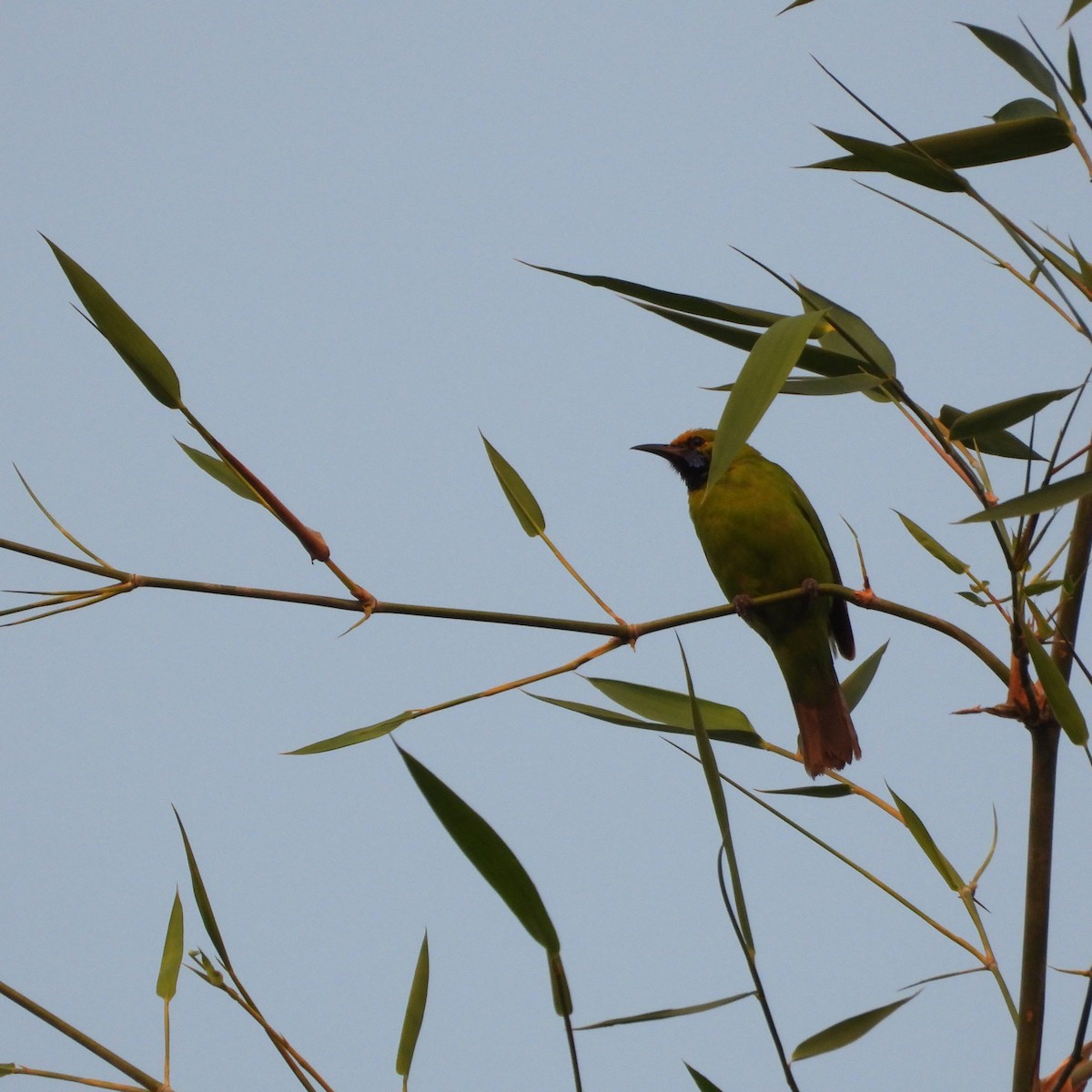 Золотолобая листовка - ML645708493