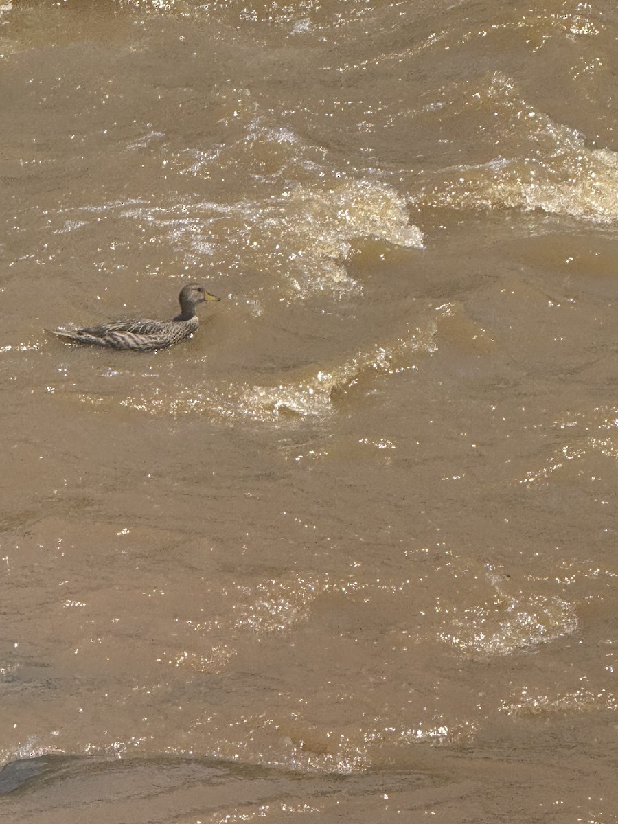 gulnebbstjertand - ML645708495