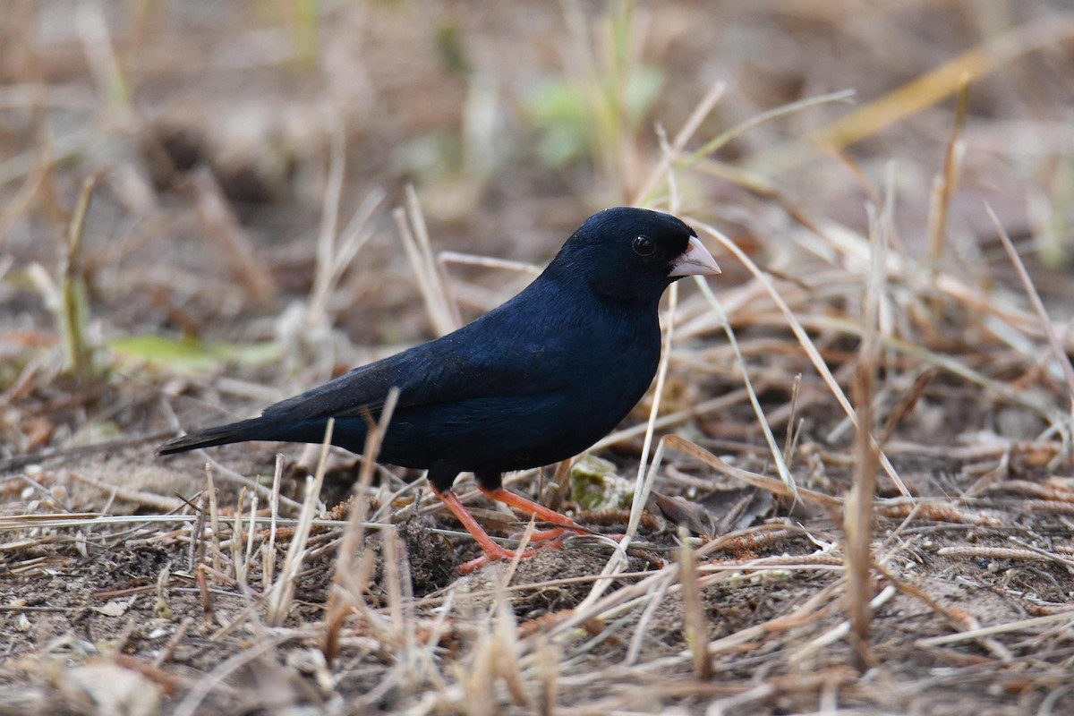 Village Indigobird - ML645708510