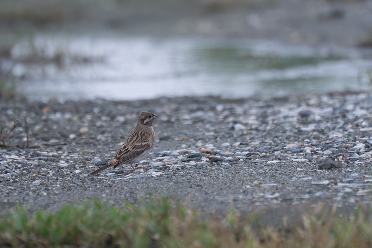 Pine Bunting - ML645708522