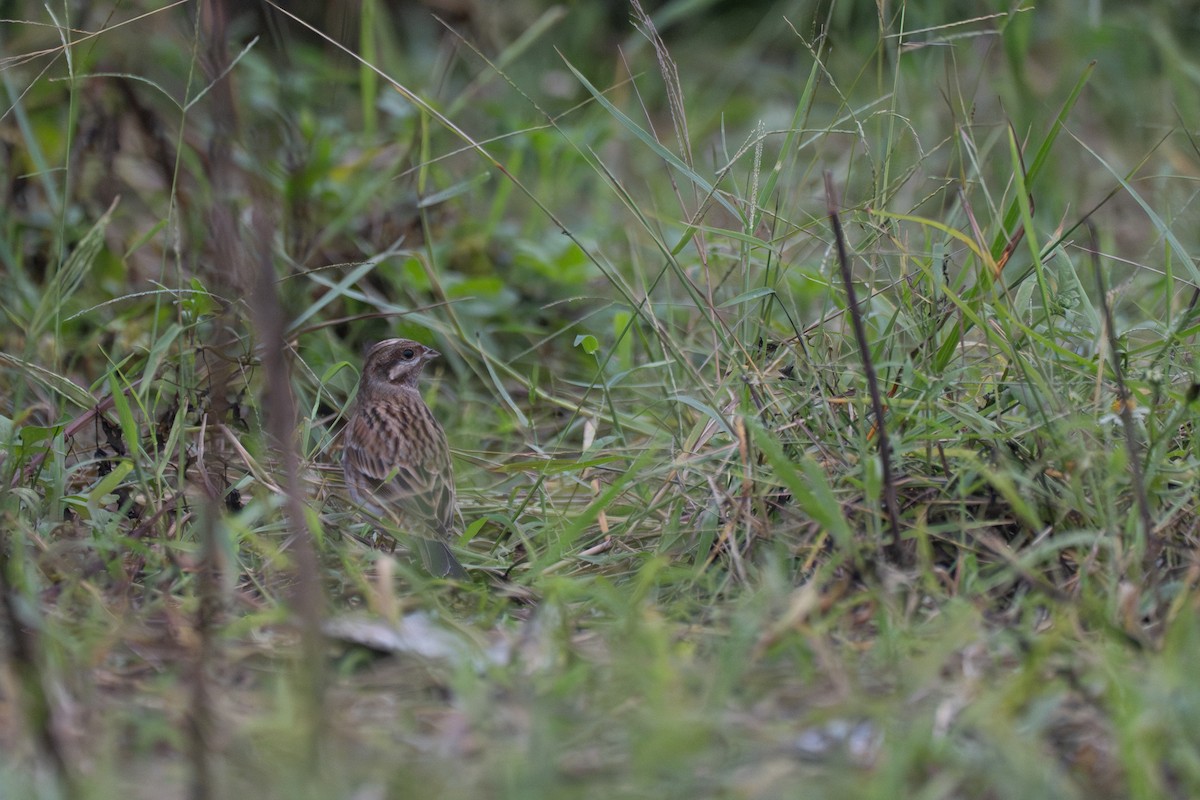 Pine Bunting - ML645708523