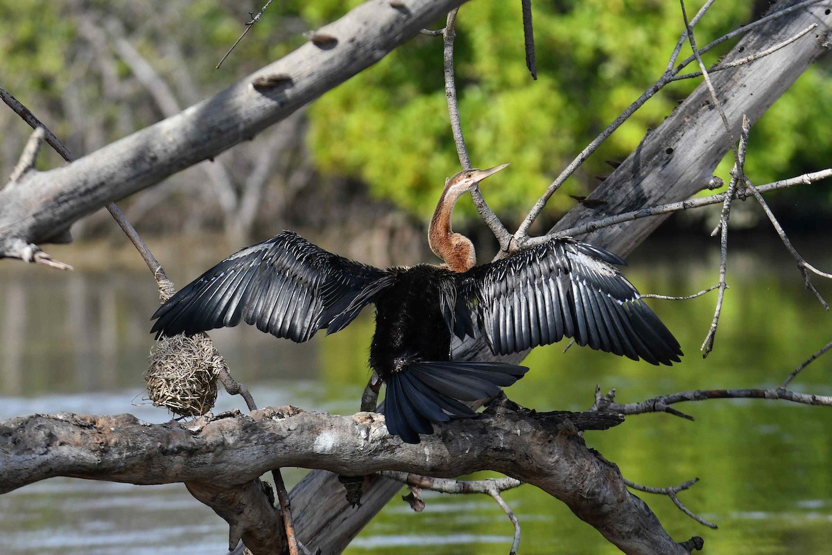 African Darter - ML645708546