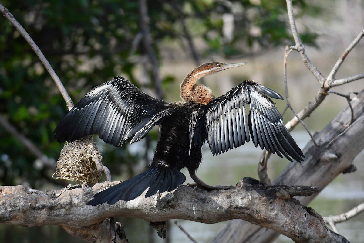 African Darter - ML645708547
