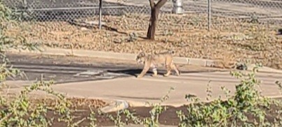 Animals - ML645708549