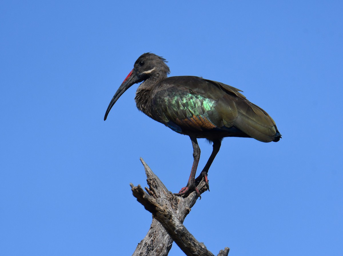Hadada Ibis - ML645708553