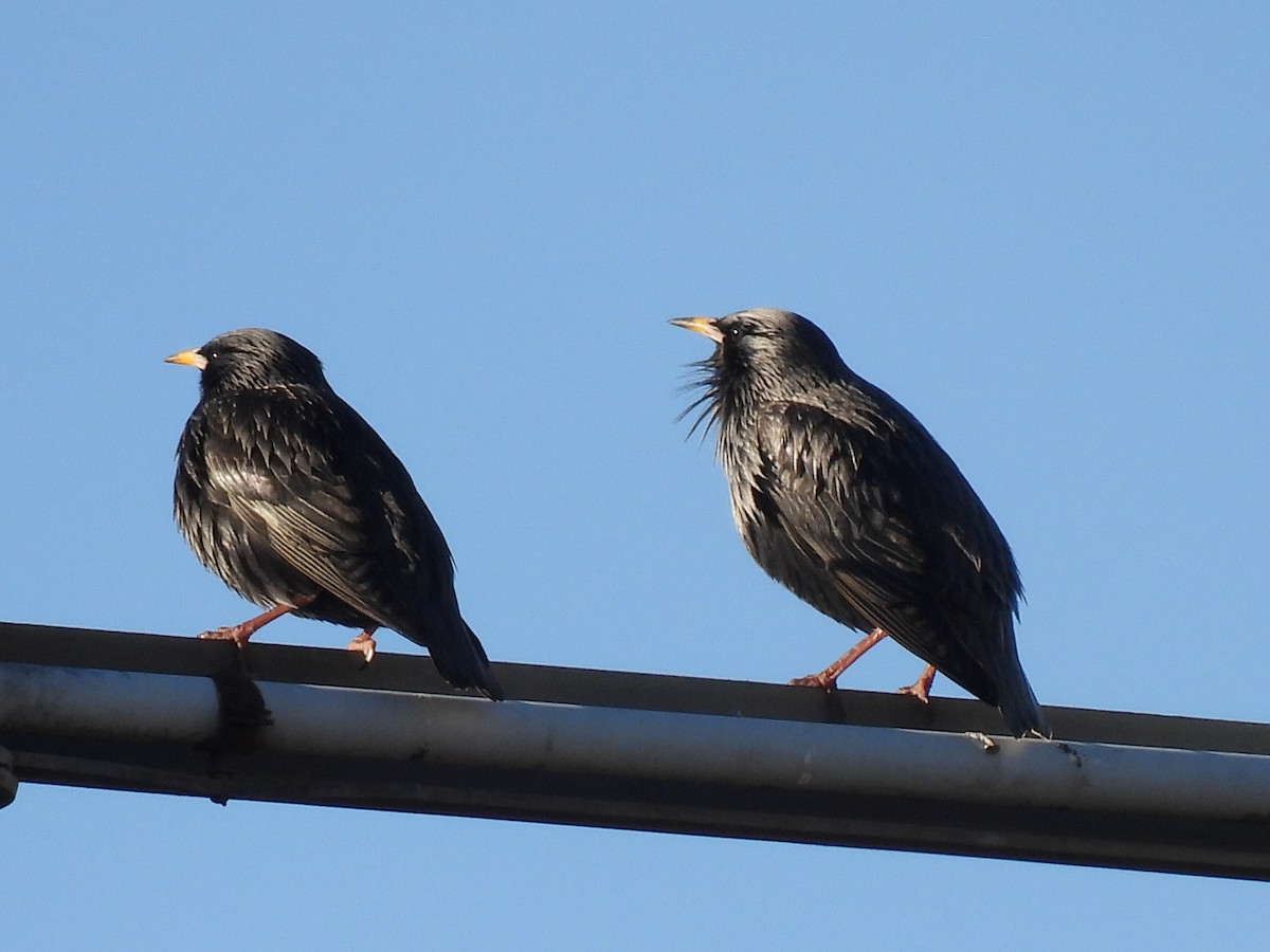 זרזיר שחור - ML645708555