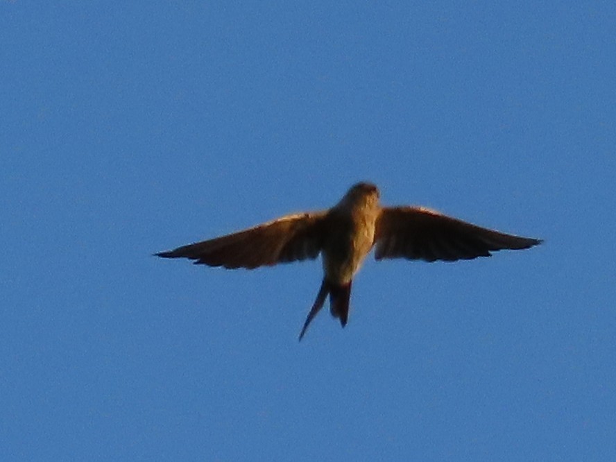 Eastern Red-rumped Swallow (Striated) - ML645708558
