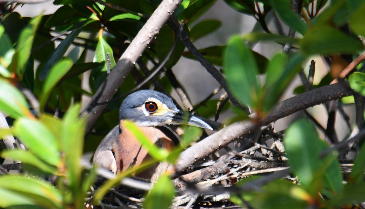 White-backed Night Heron - ML645708563