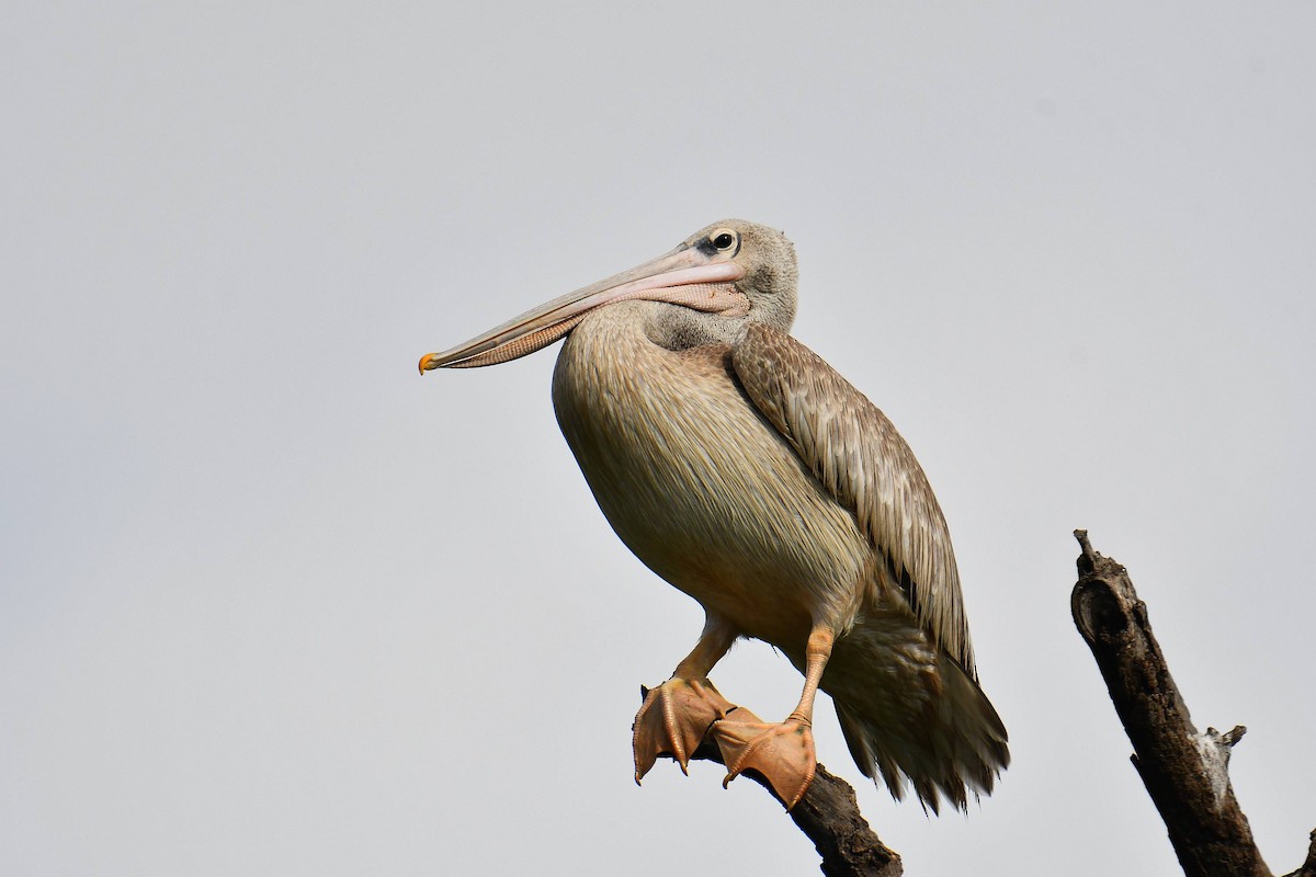Pink-backed Pelican - ML645708575