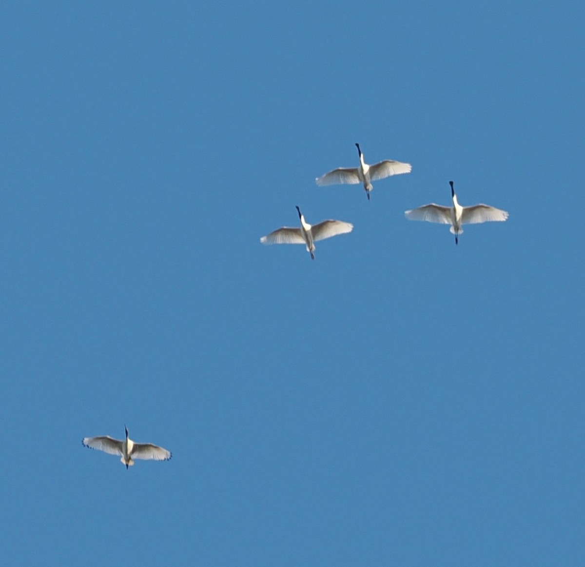 Royal Spoonbill - ML645708578