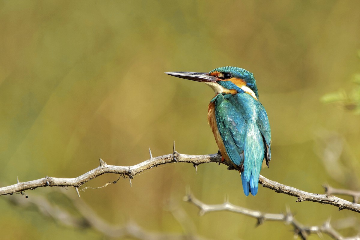 Martin-pêcheur d'Europe - ML645708580