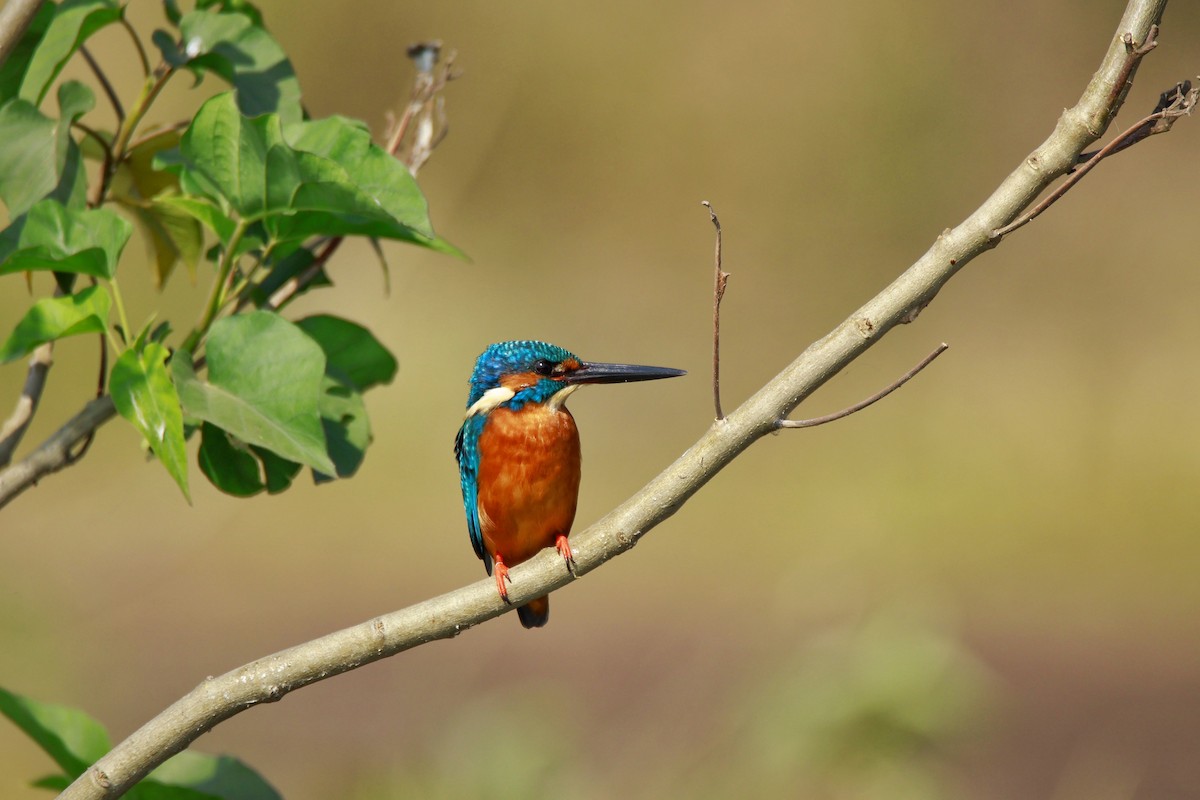 Martin-pêcheur d'Europe - ML645708581