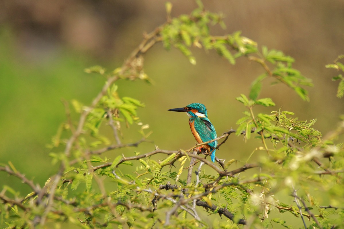 Martin-pêcheur d'Europe - ML645708582