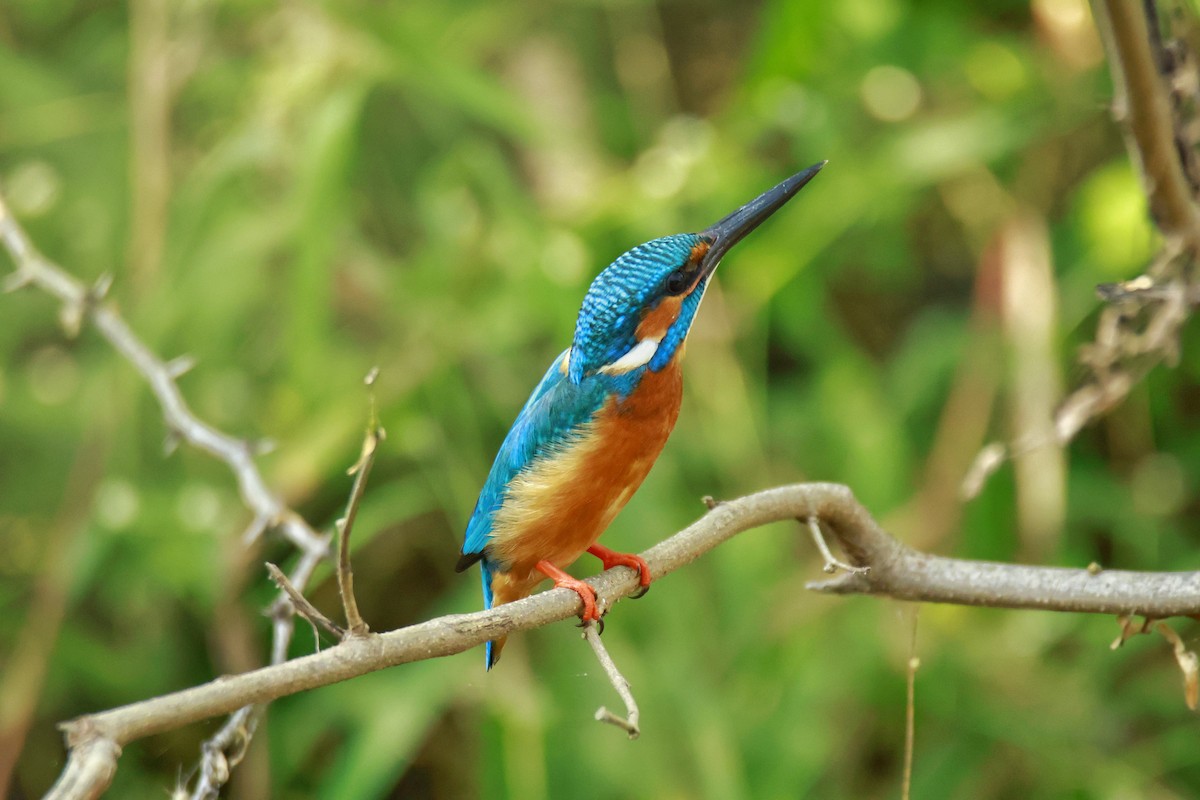 Martin-pêcheur d'Europe - ML645708583