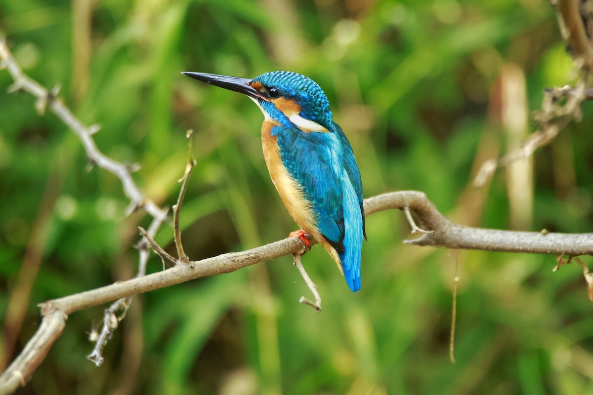 Martin-pêcheur d'Europe - ML645708584