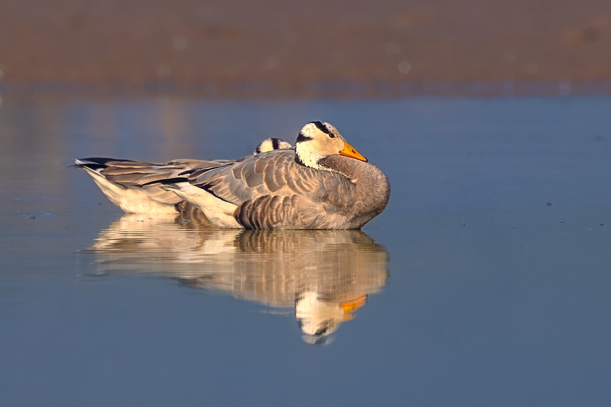 Oie à tête barrée - ML645708585