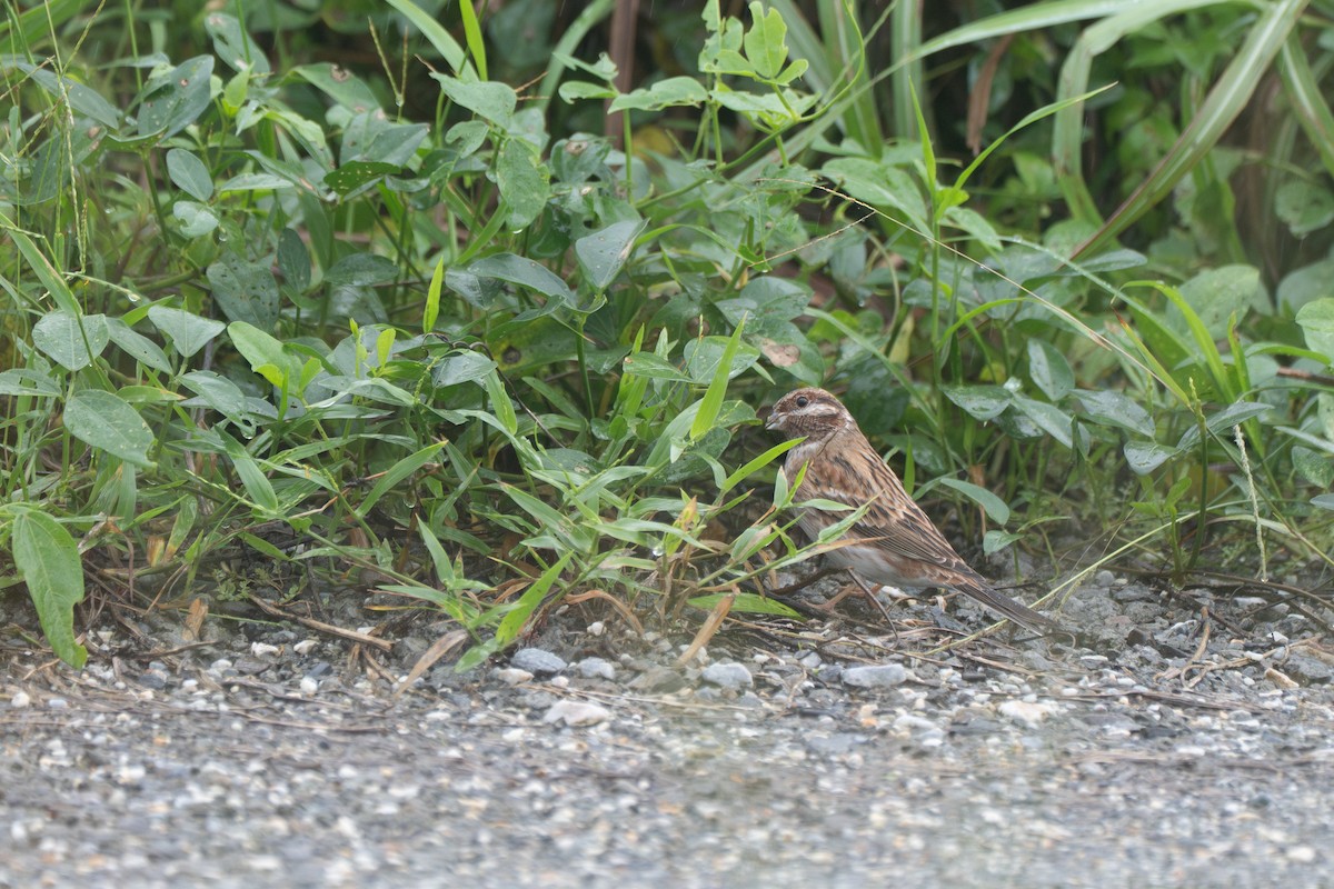 Pine Bunting - ML645708586