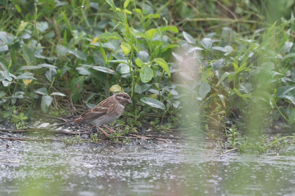 Pine Bunting - ML645708587