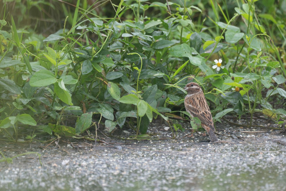 Pine Bunting - ML645708588