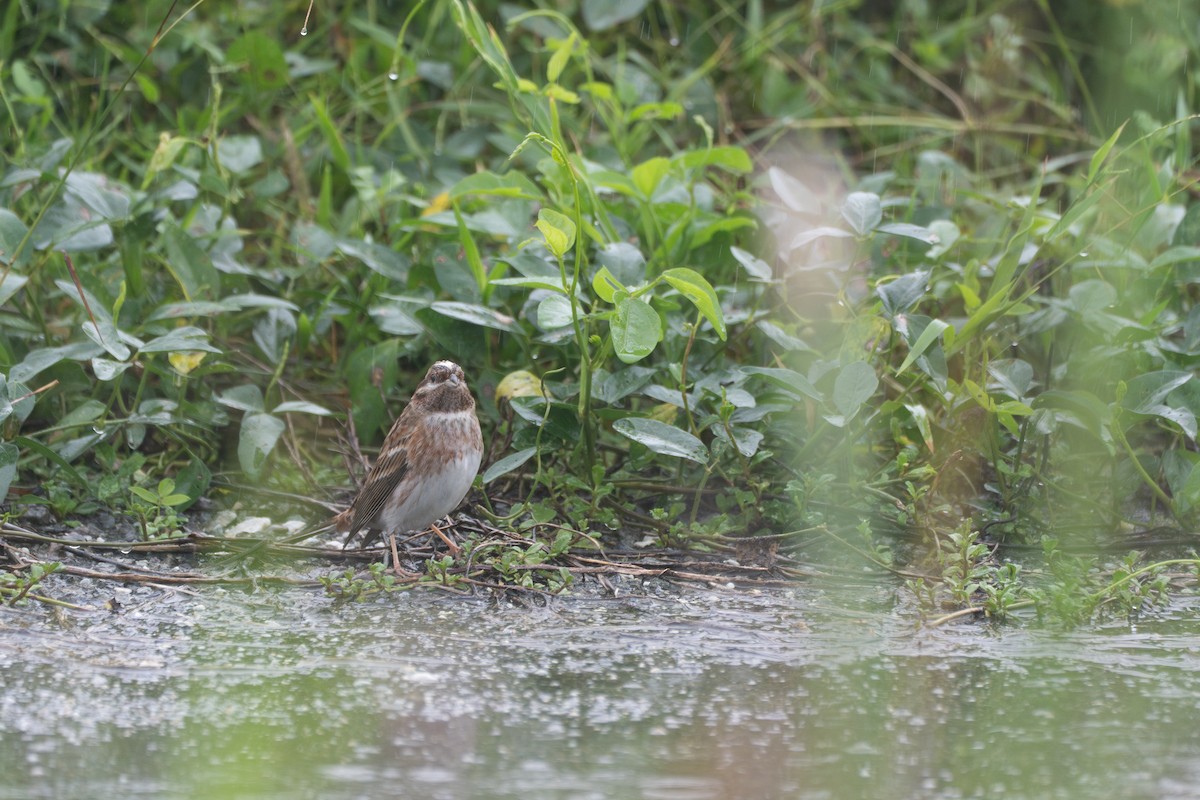 Pine Bunting - ML645708589