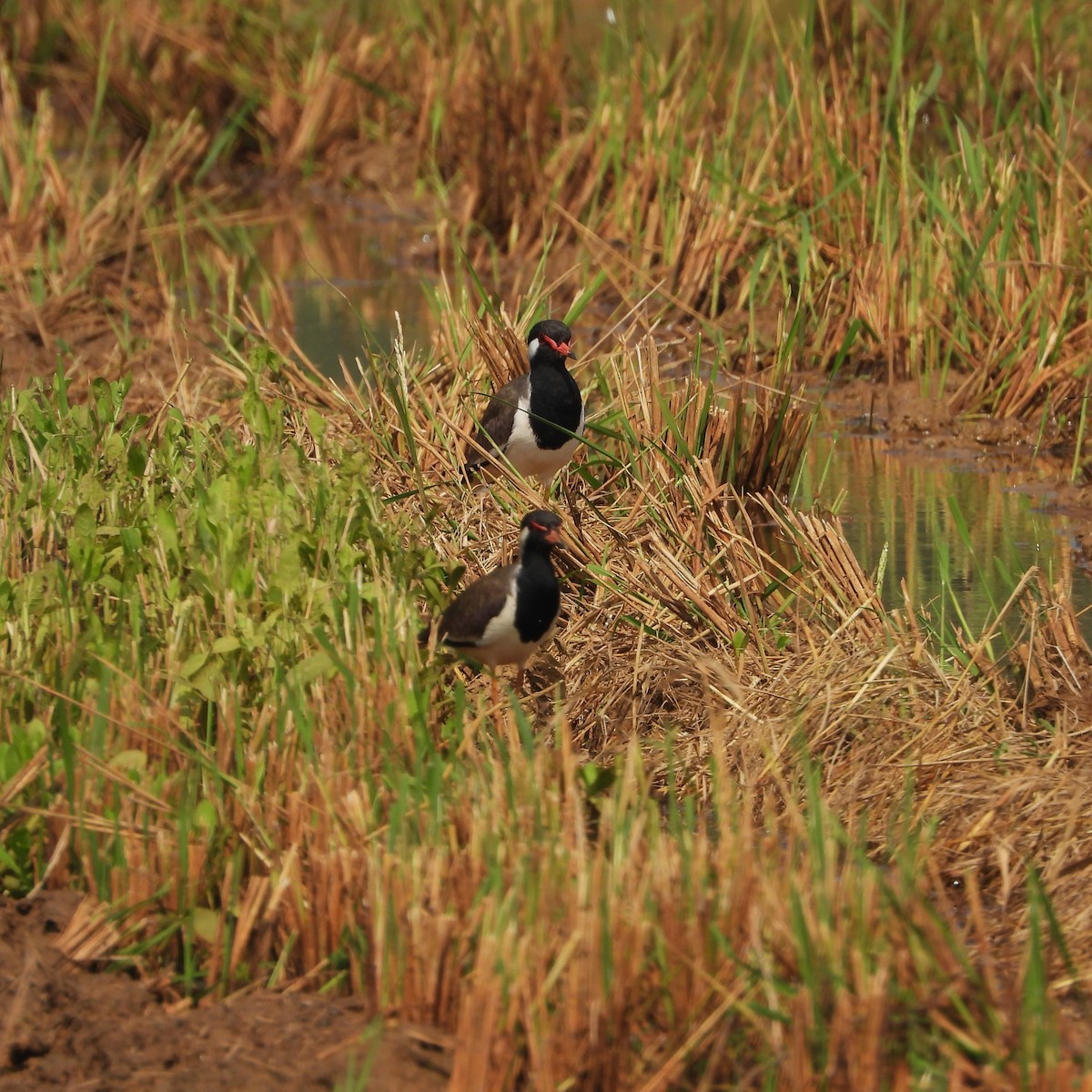 Vanneau indien - ML645708590