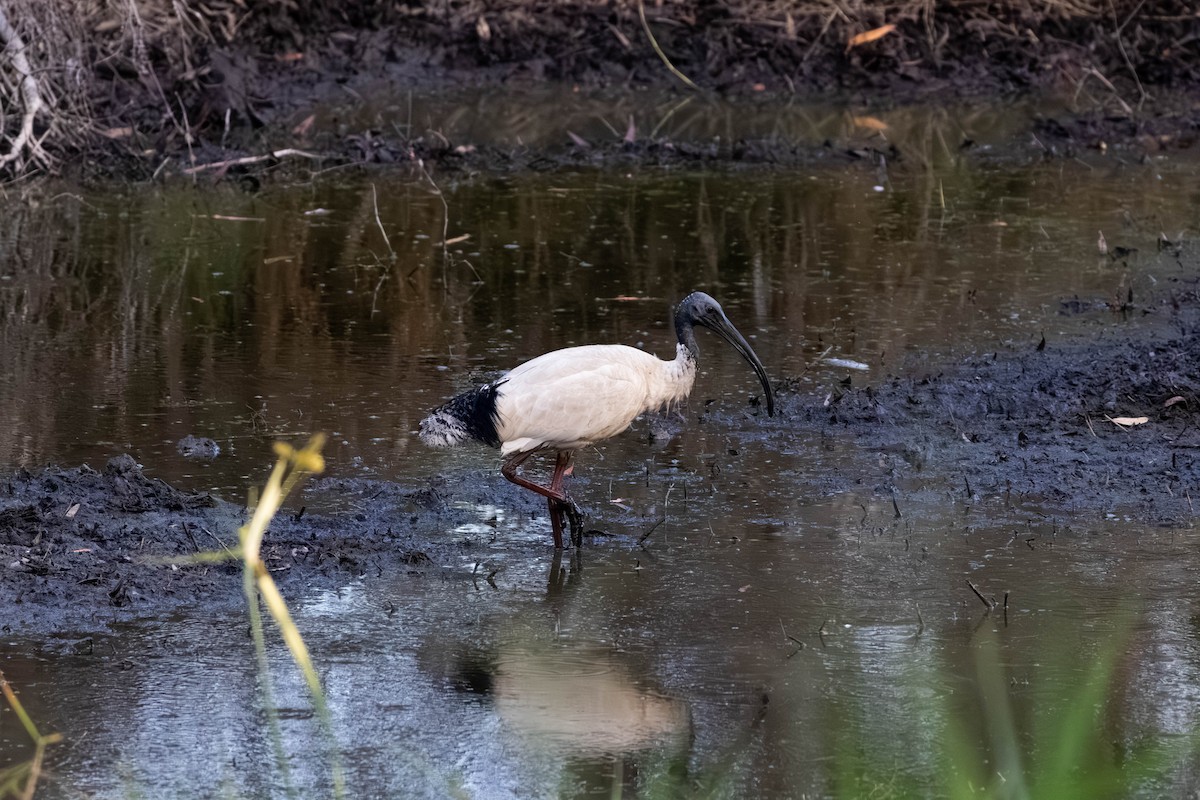Ibis à cou noir - ML645708591