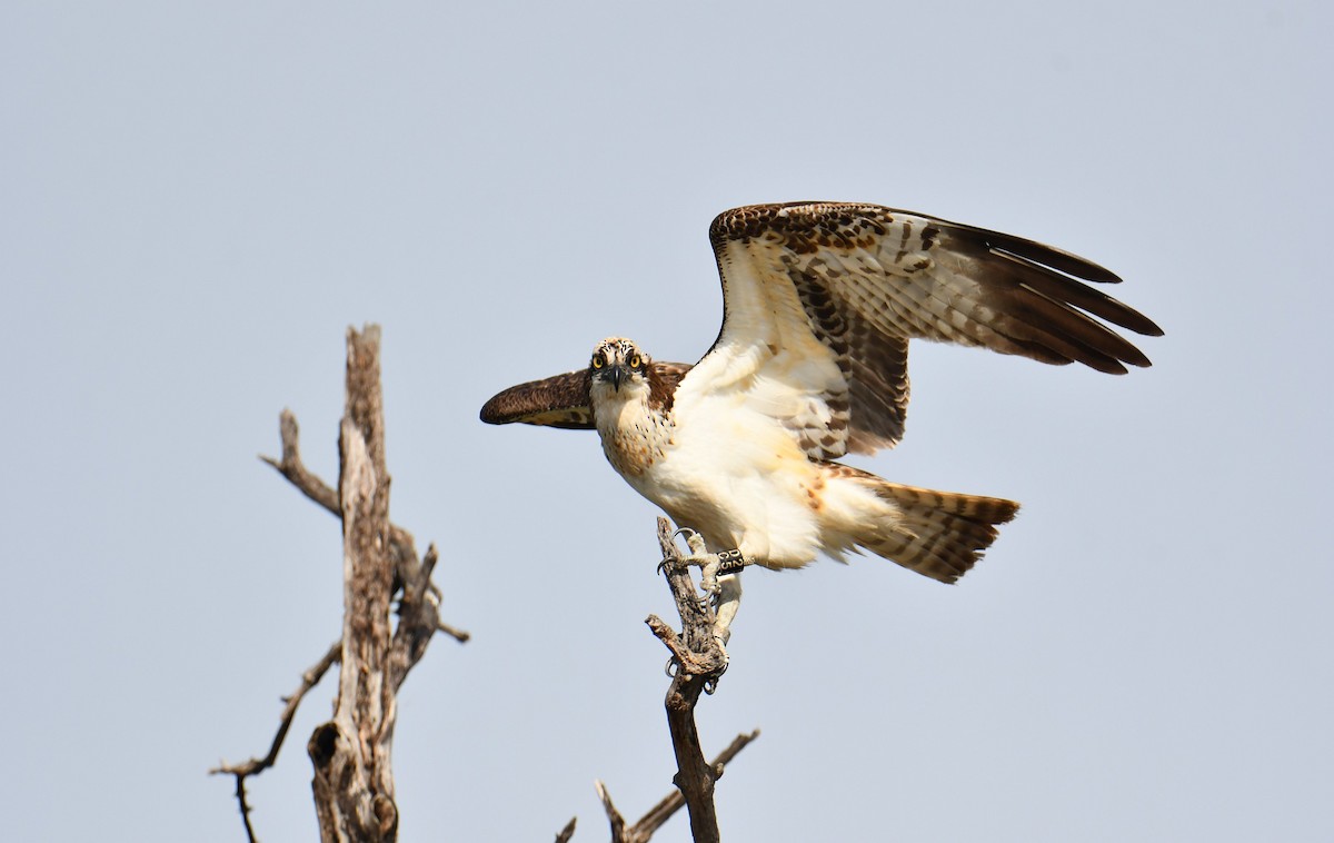 Balbuzard pêcheur - ML645708593