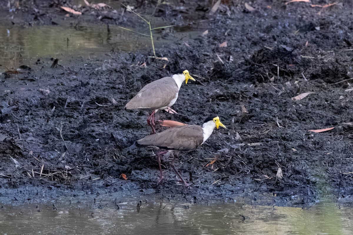 Vanneau soldat - ML645708594