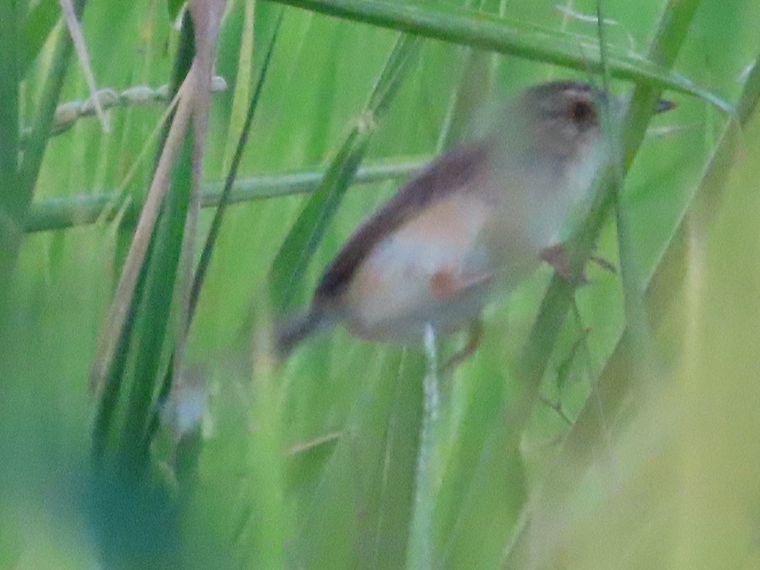 Prinia simple - ML645708596