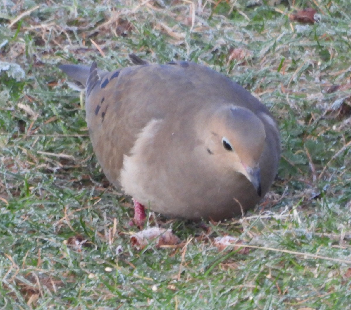 Tourterelle triste - ML645708598