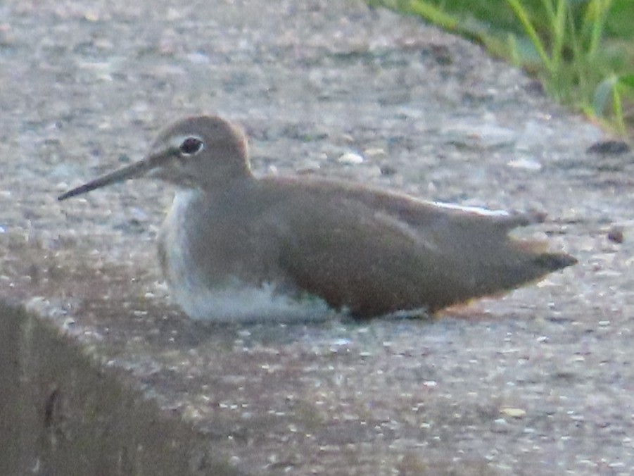 Chevalier cul-blanc - ML645708600