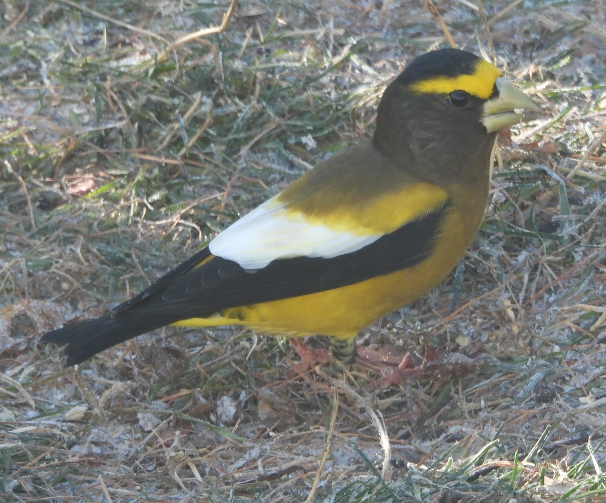 Gros-bec errant - ML645708602