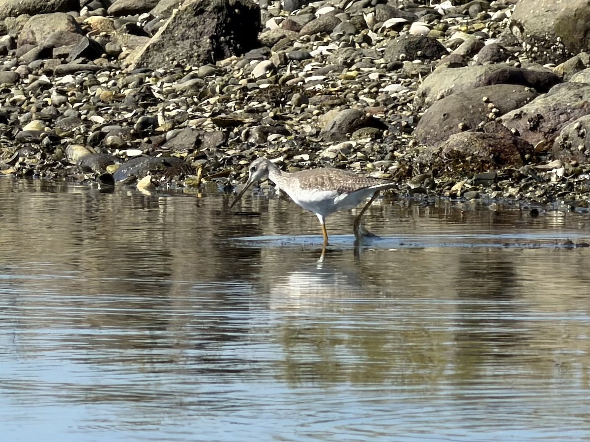 Grand Chevalier - ML645708603