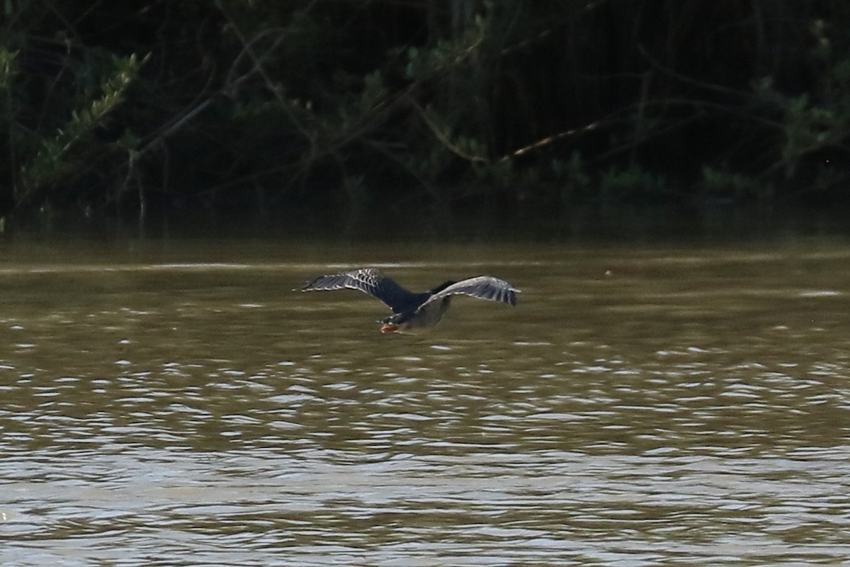 Héron des mangroves - ML645708604