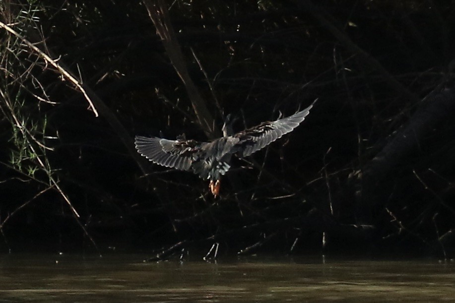 Héron des mangroves - ML645708605