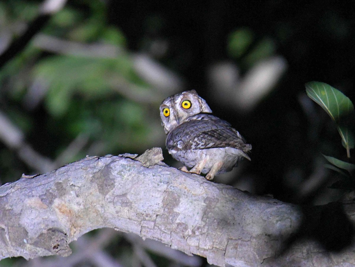 Petit-duc africain - ML645708606