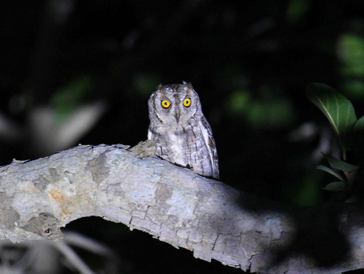 Petit-duc africain - ML645708607