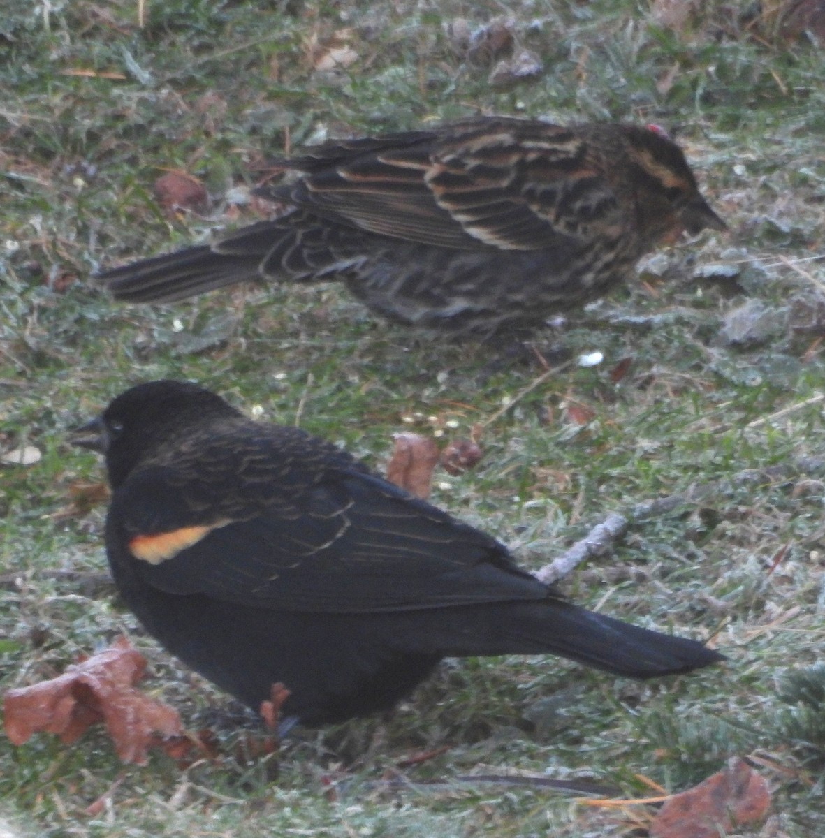 Carouge à épaulettes - ML645708610